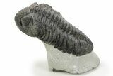 Huge Phacopid (Drotops) Trilobite - Issoumour, Morocco #363269-1